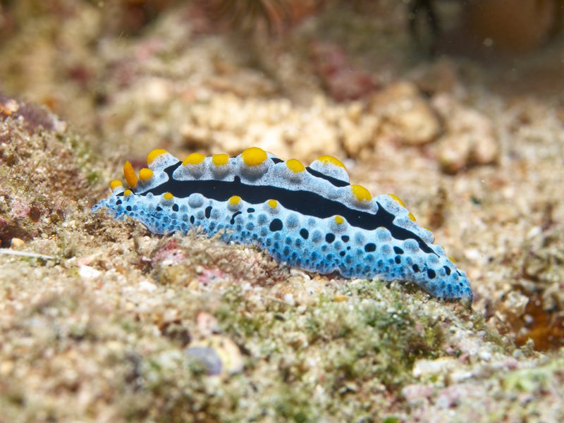 Wart slug, Segalu